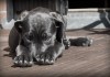 Veterinari